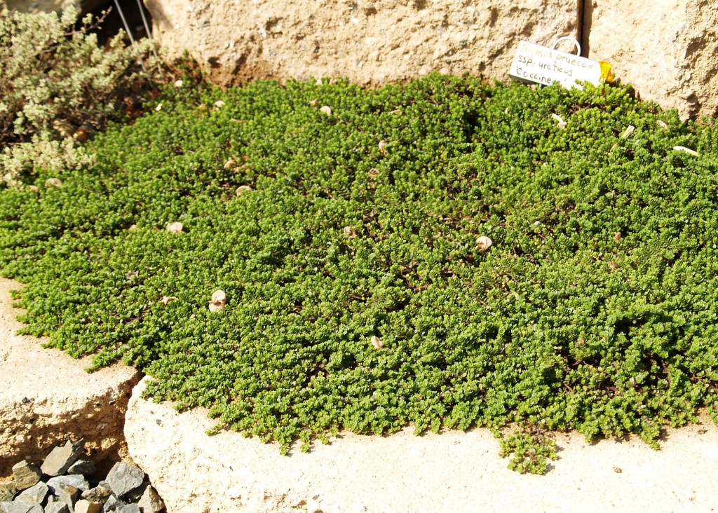 Thymus praecox ssp. arcticus