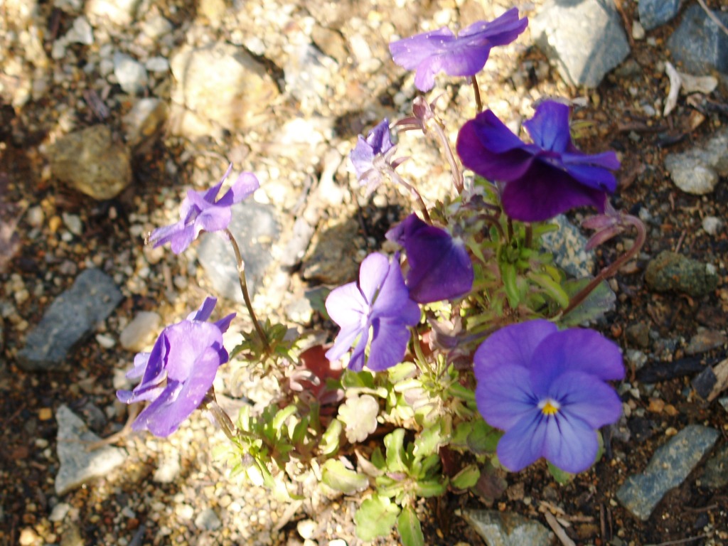 Viola spp