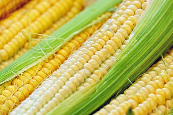 Zea mays