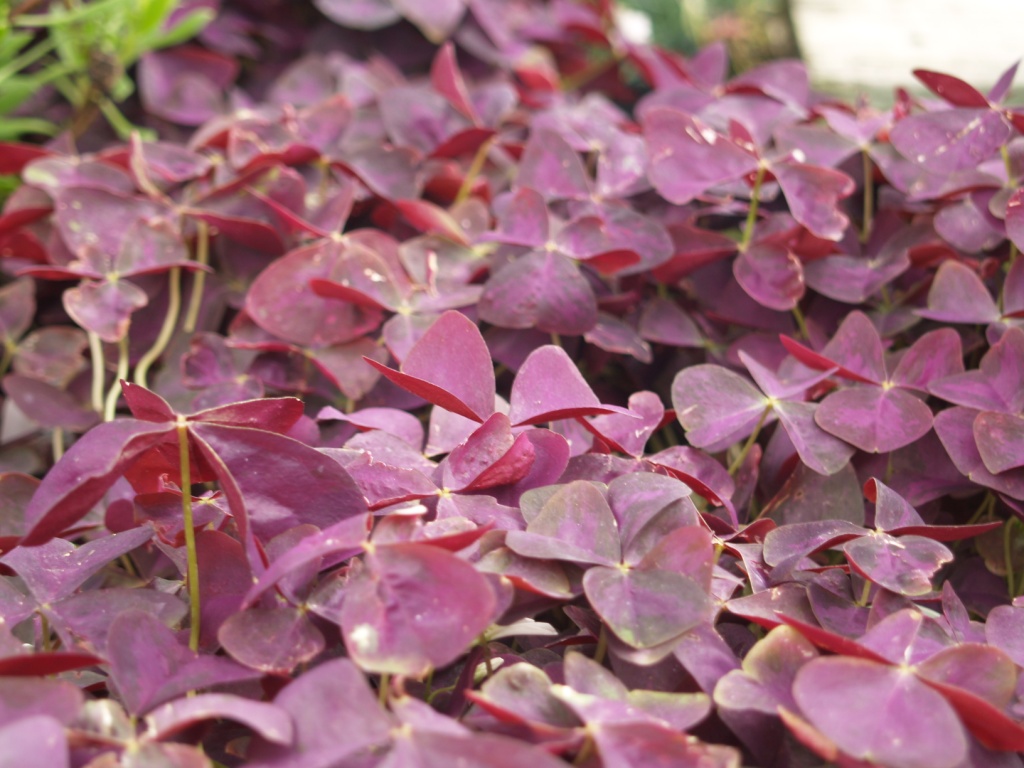 Oxalis triangularis