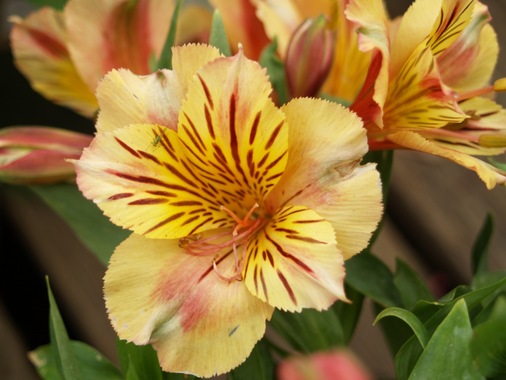 Alstroemeria x Staprizsa 'ZsaZsa Princess Lilies'