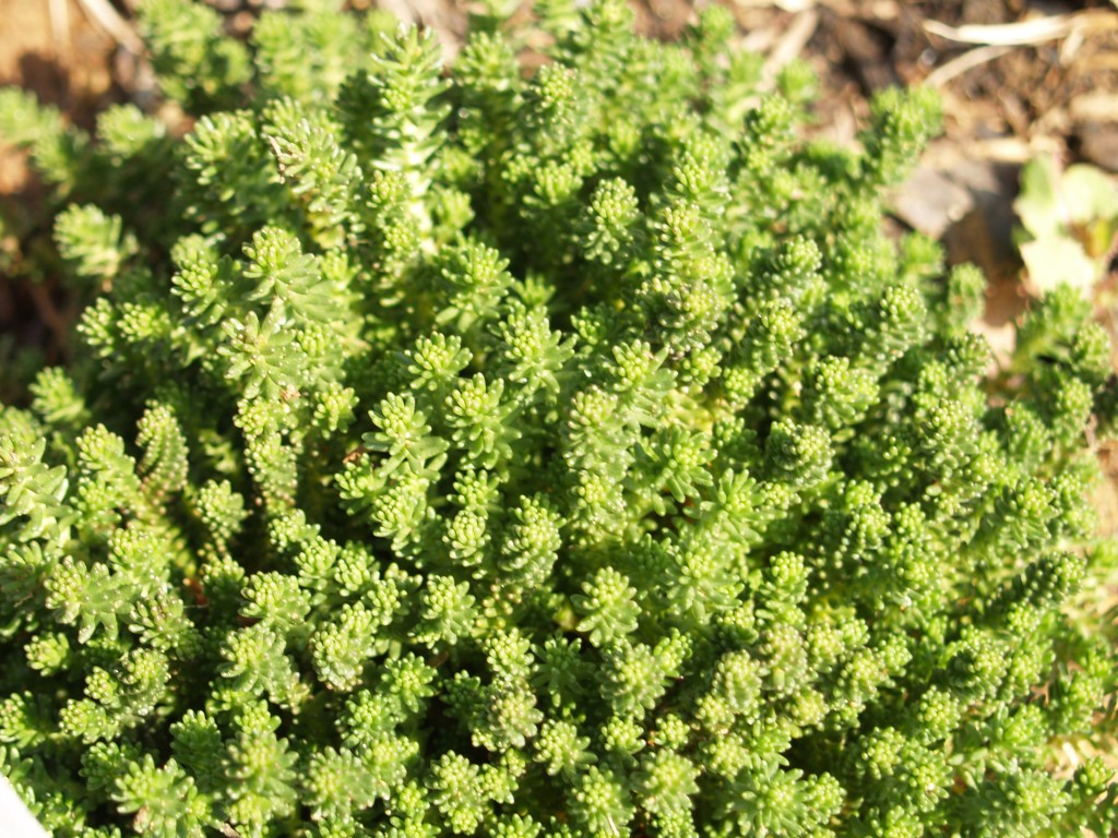 Sedum spp.