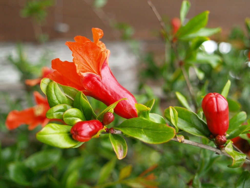 Punica granatum 'Wonderful'