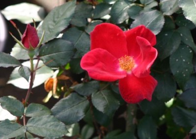 Rosa hybrid 'Home Run'