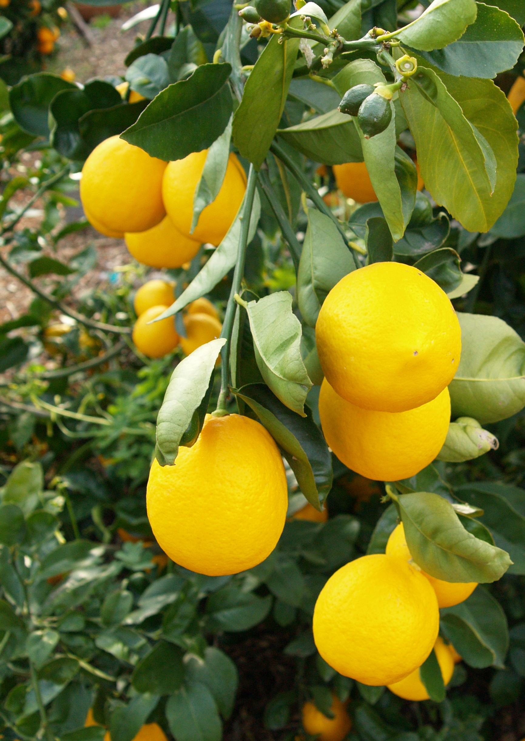 Citrus limon 'Meyer'