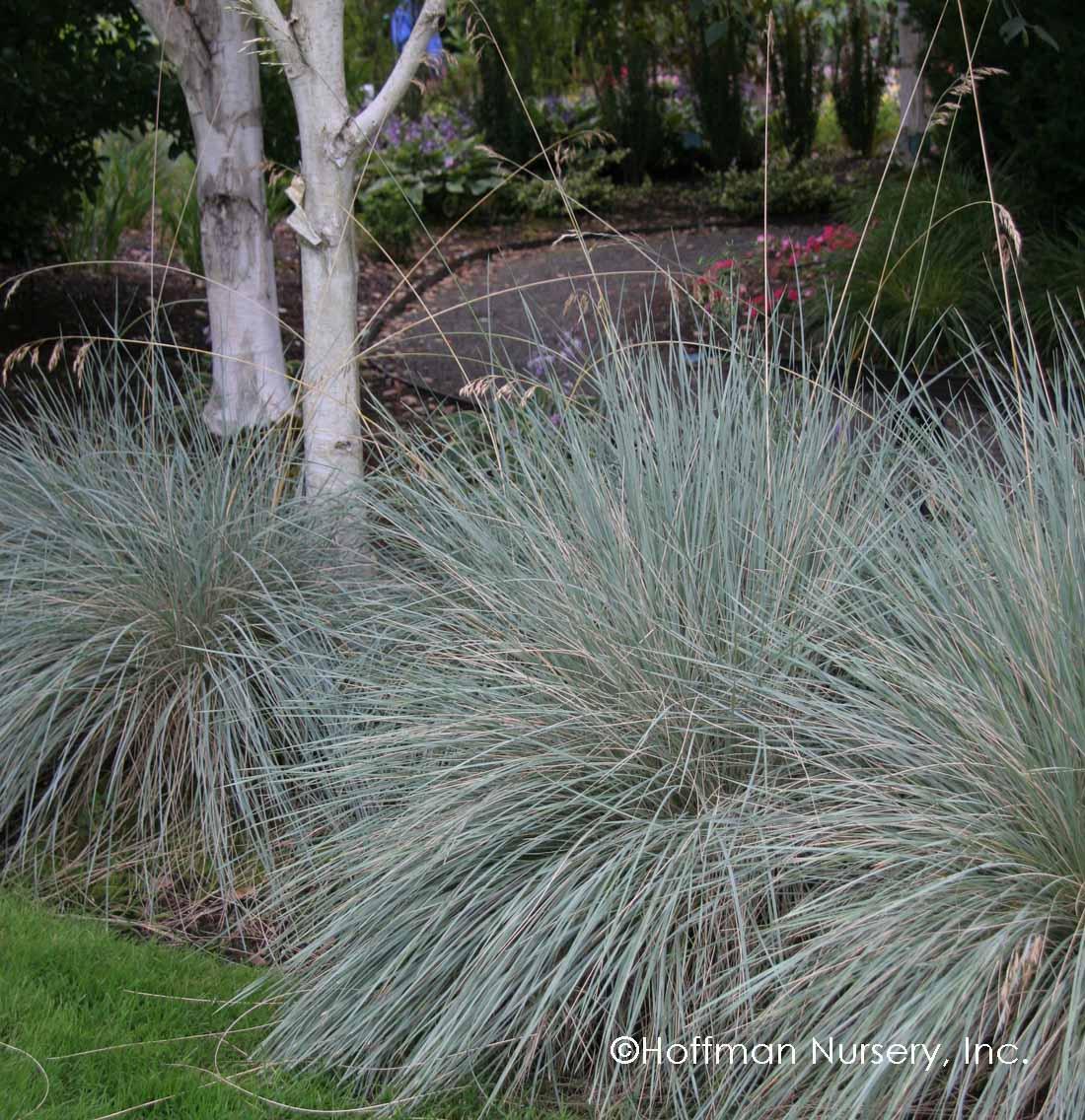 Helictotrichon sempervirens