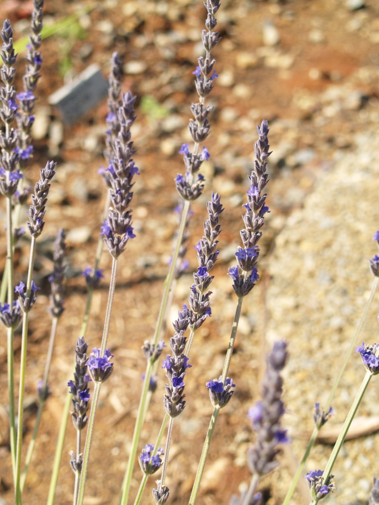 Lavandula x heterophylla