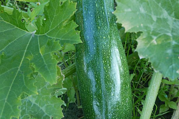 Cucurbita pepo 'Zucchini'