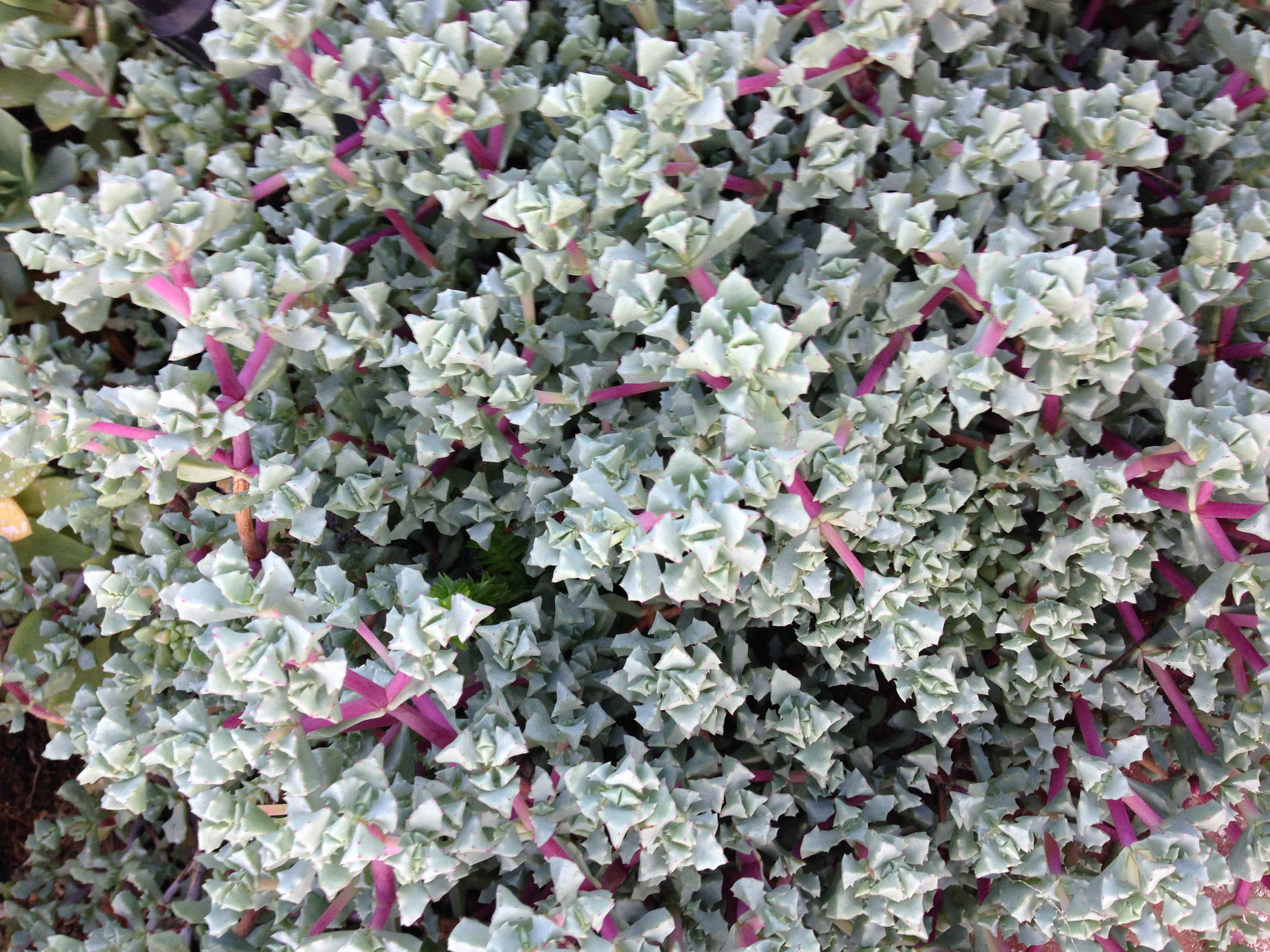 Oscularia deltoides 