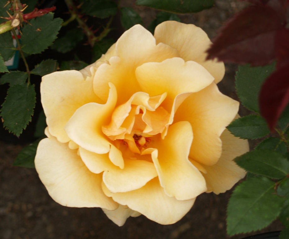 Rosa hybrid 'Brandy'
