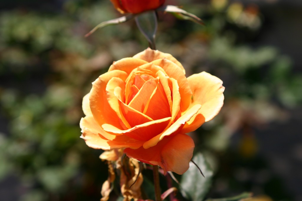 Rosa hybrid 'About Face'