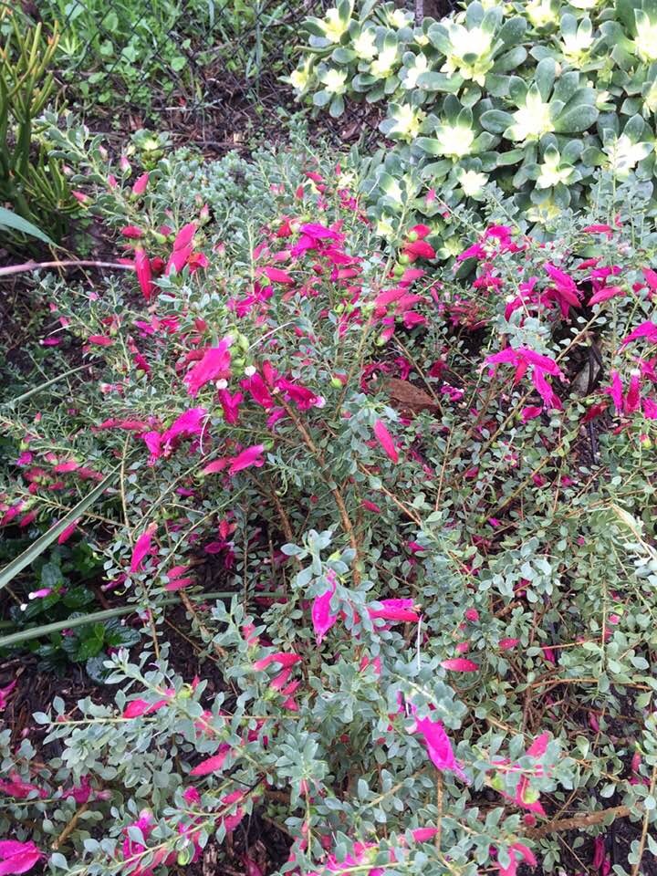 Eremophila maculata 'Valentine' 