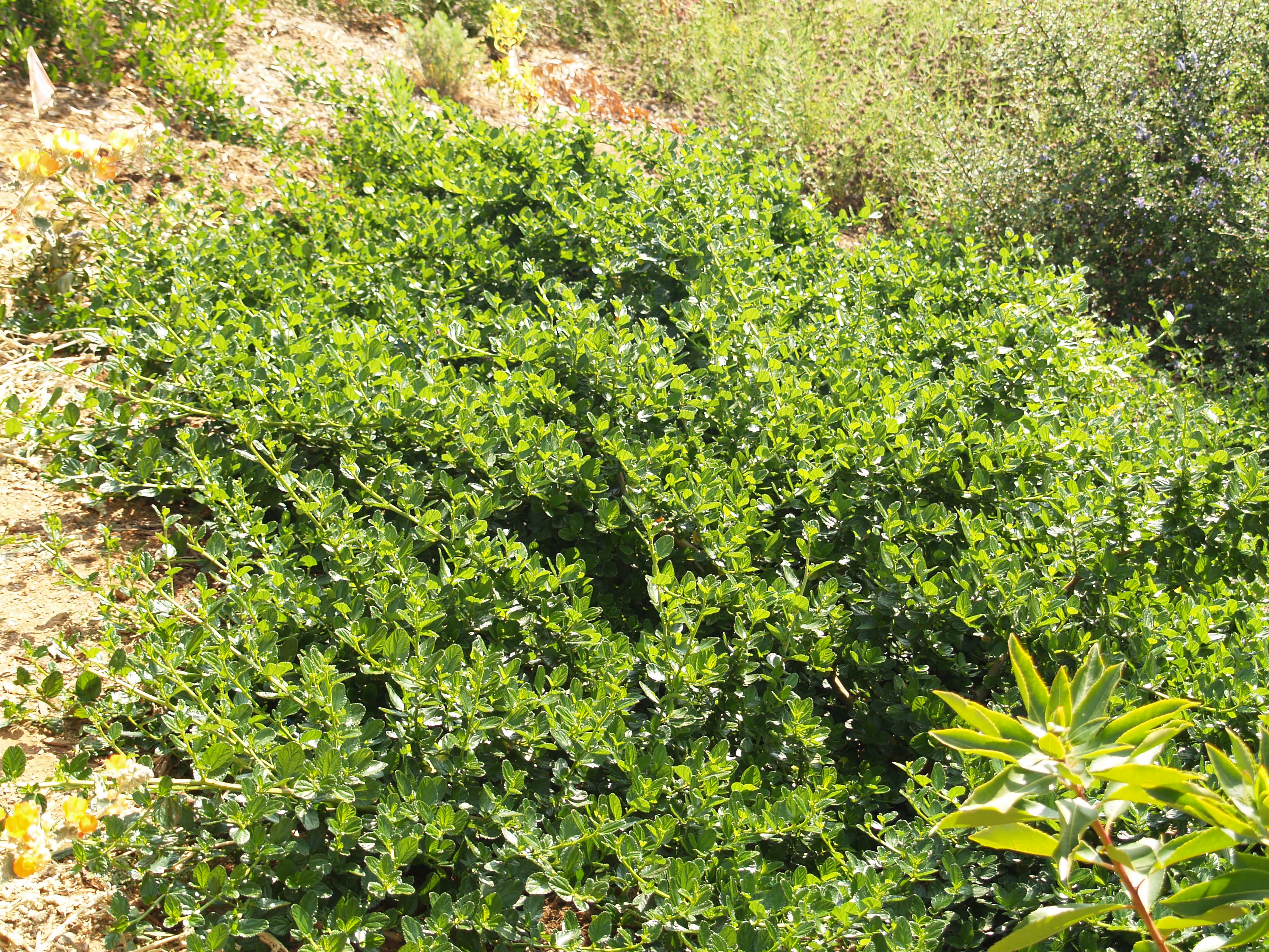 Ceanothus griseus var. horizontalis 'Yankee Point'