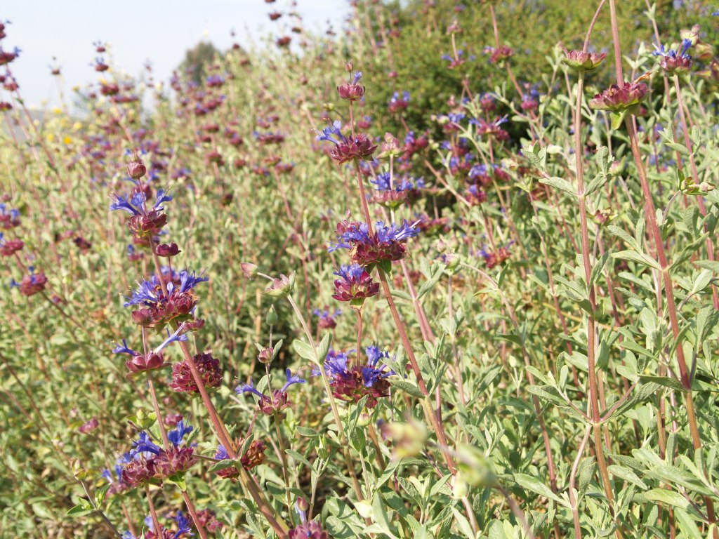 Salvia x sp 'Celestial Blue'