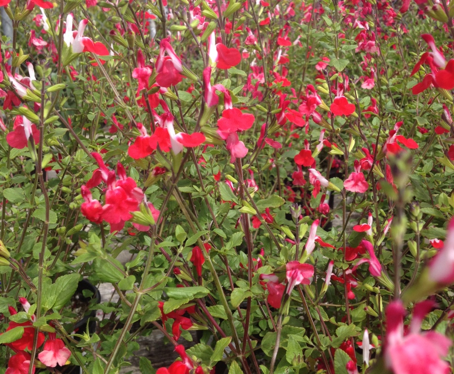 Salvia microphylla 'Hot Lips'