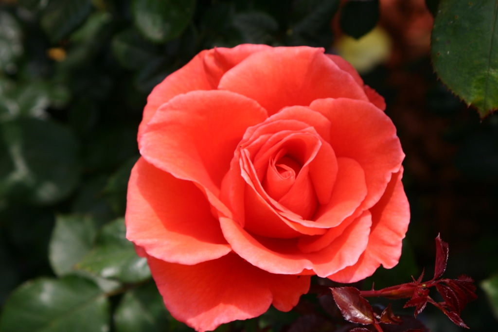 Rosa hybrid 'Candelabra'