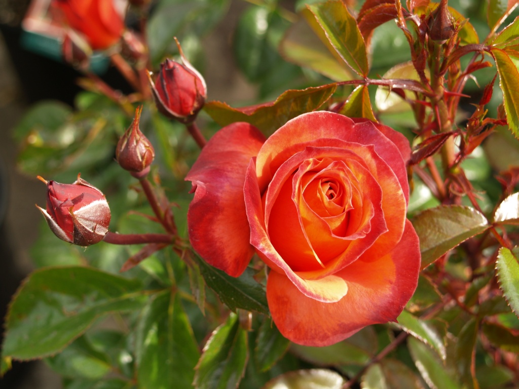 Rosa hybrid 'Hot Cocoa'
