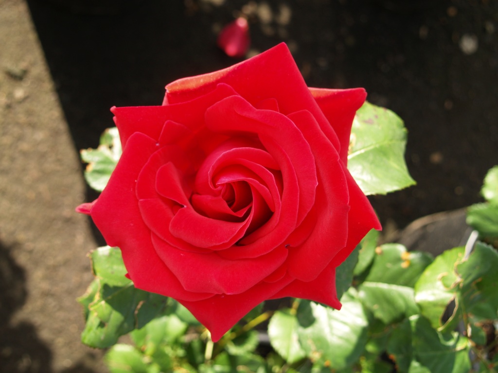 Rosa hybrid 'Veterans Honor'