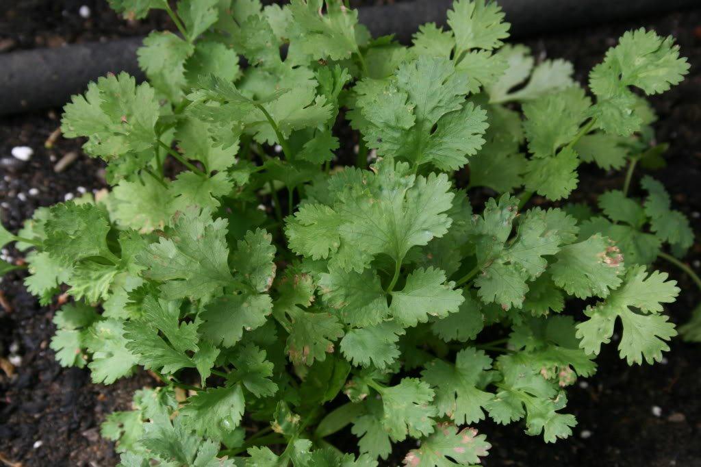 Coriandrum sativum