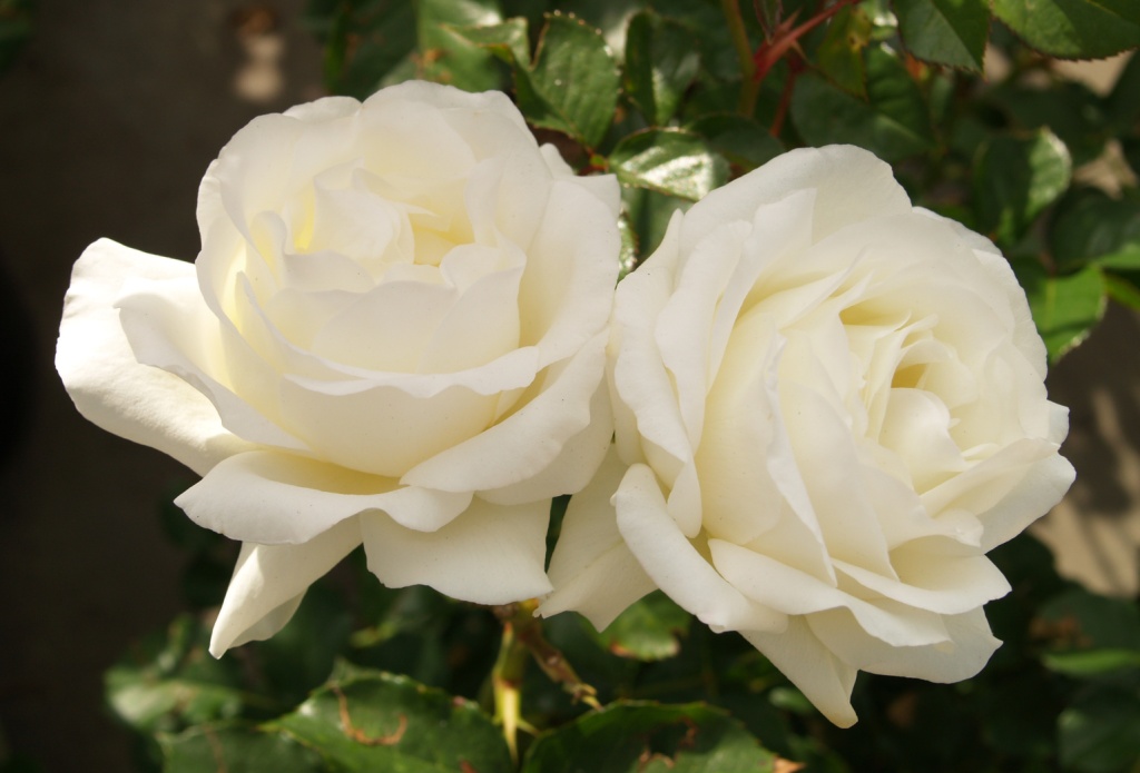 Rosa hybrid 'Moondance'