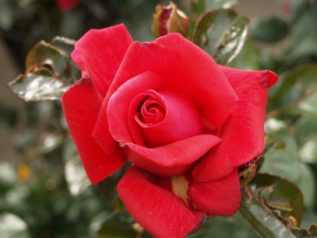 Rosa hybrid 'Lasting Love'