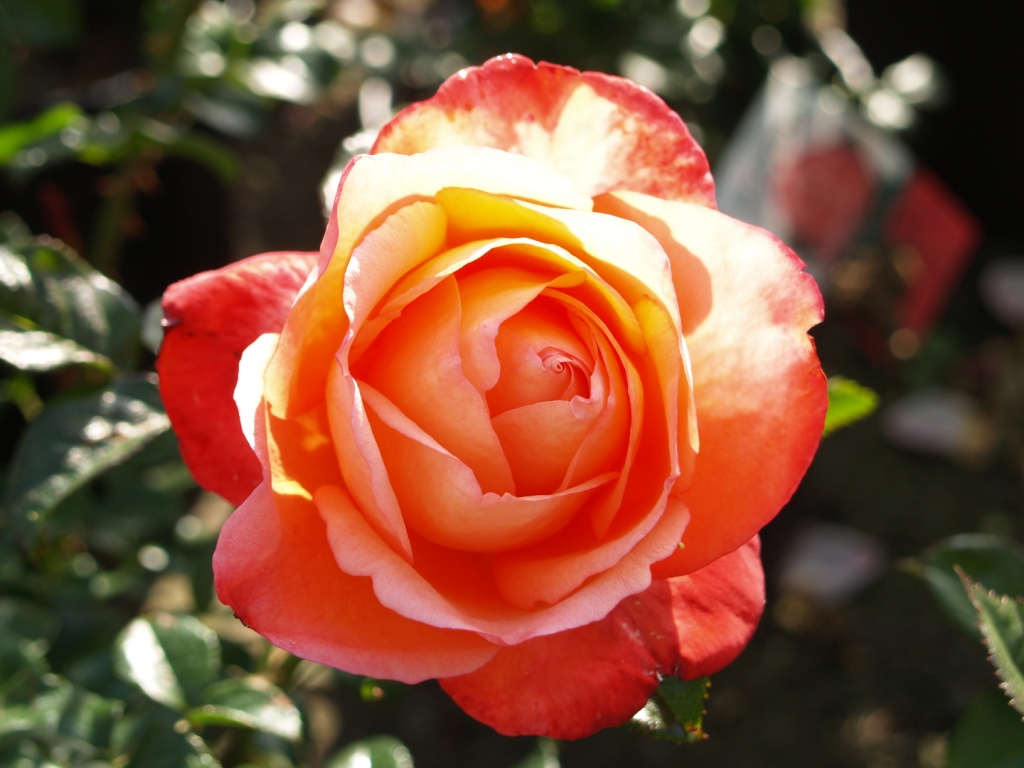 Rosa hybrid 'Voodoo'