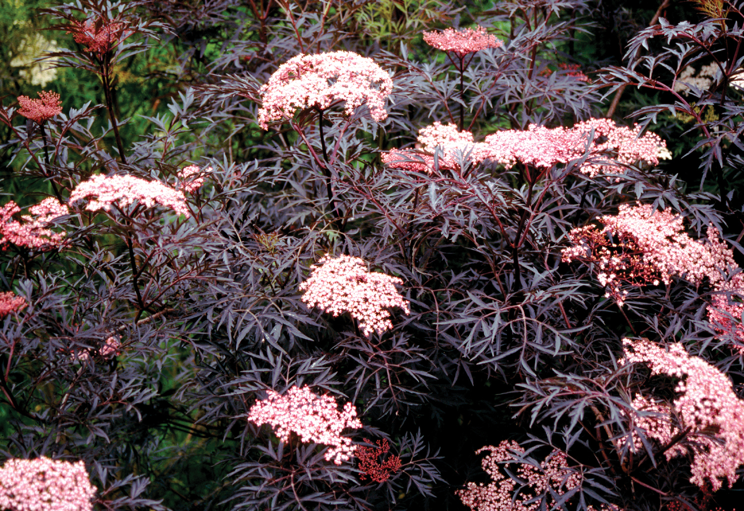 Sambucus nigra 'Eva'