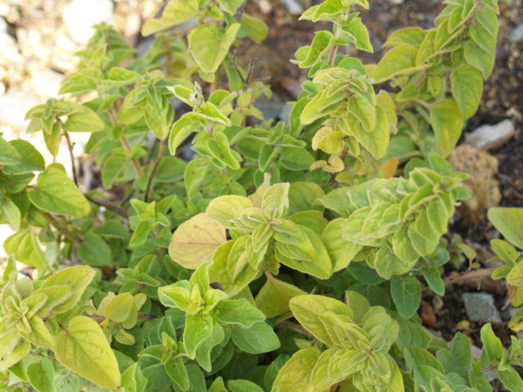 Origanum vulgare ssp. hirtum
