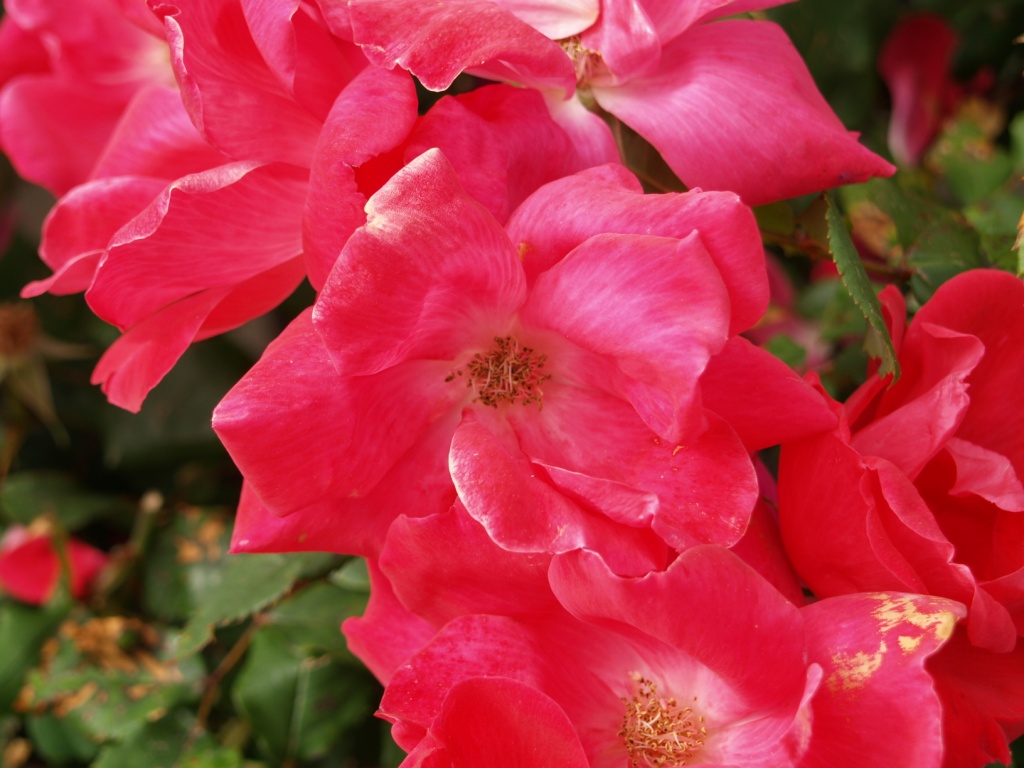 Rosa hybrid 'Radrazz' 