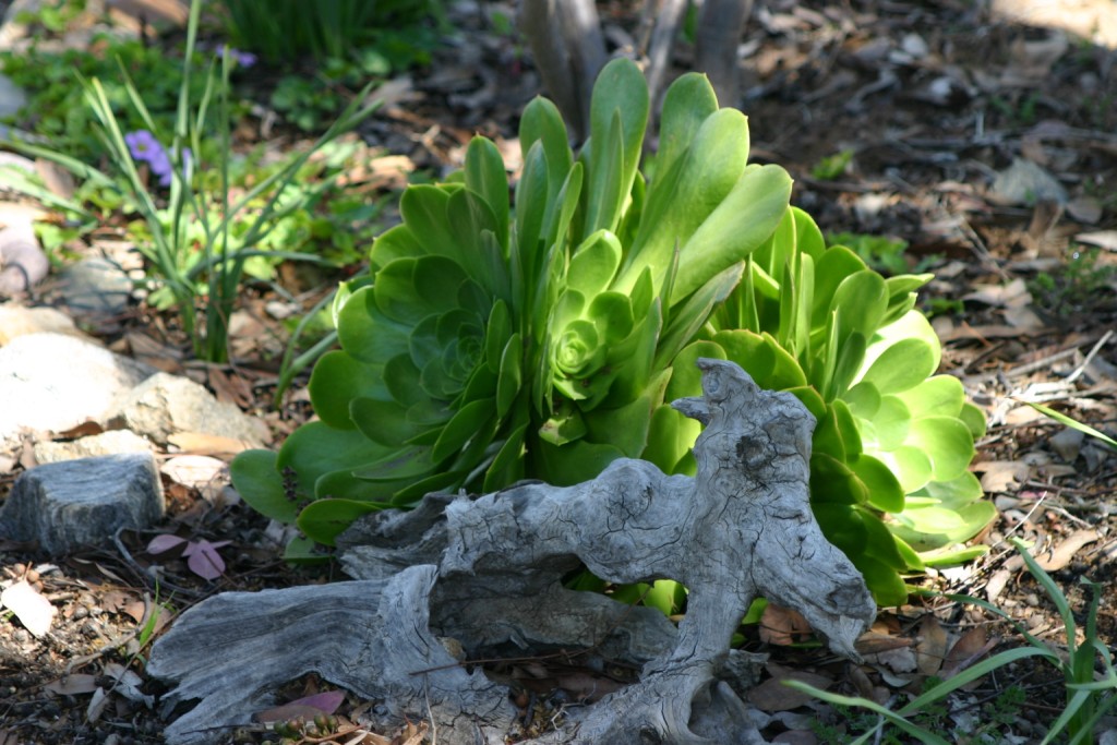 Aeonium urbicum