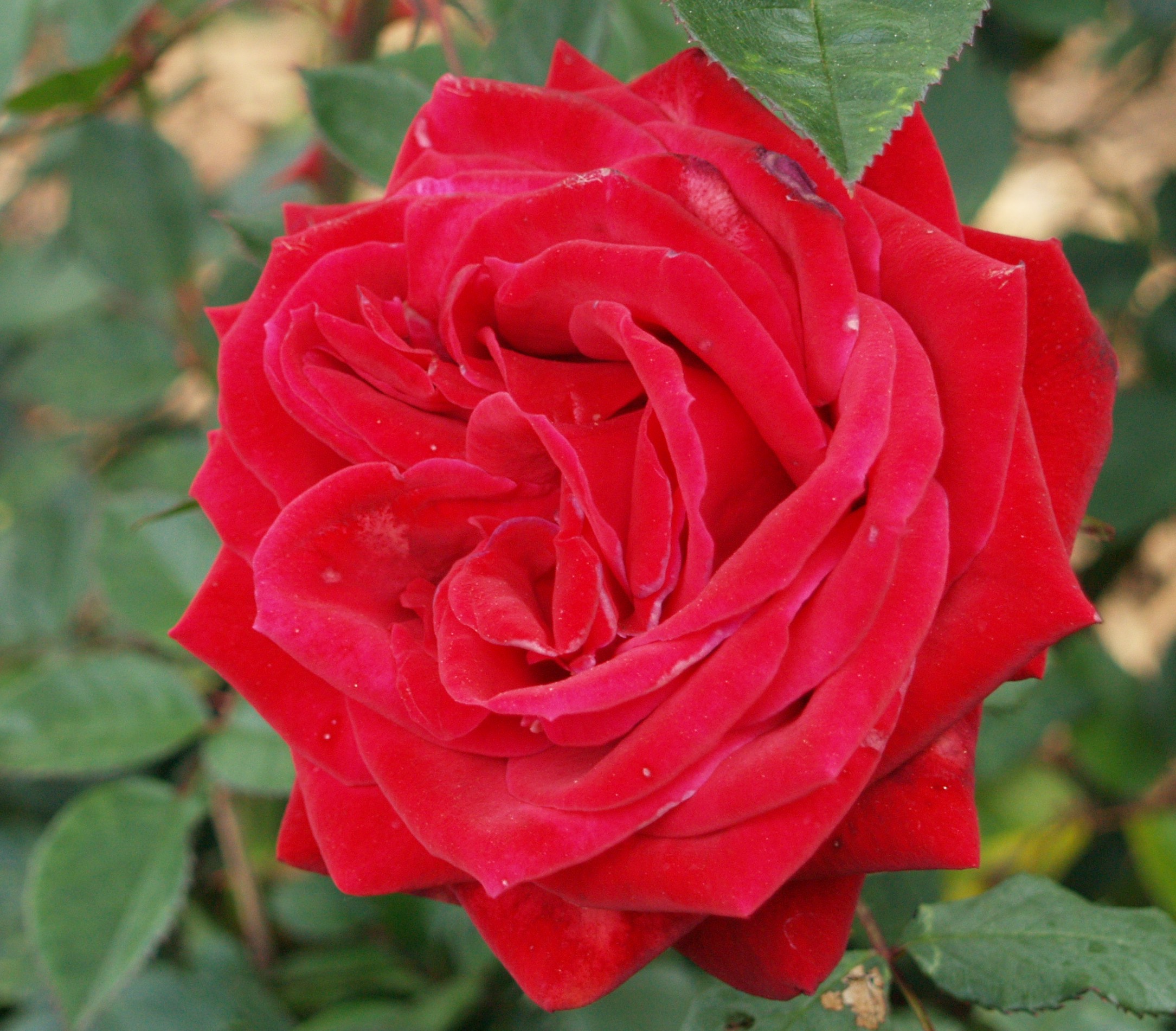 Rosa hybrid