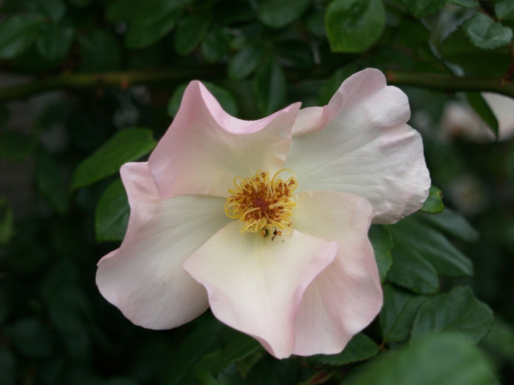 Rosa hybrid