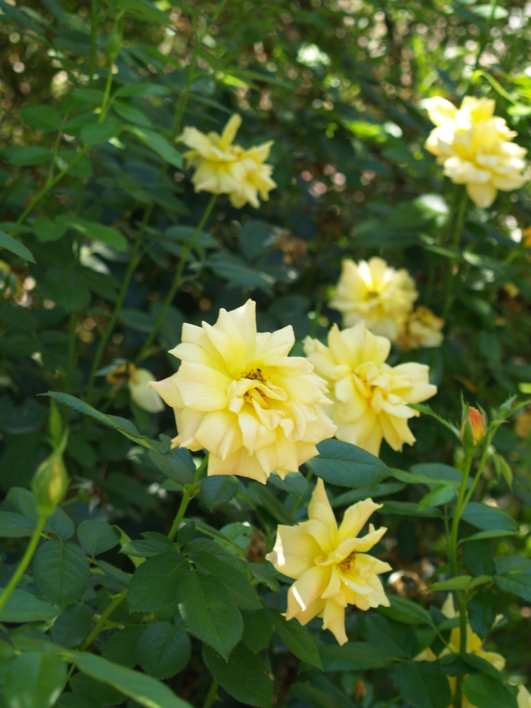 Rosa hybrid