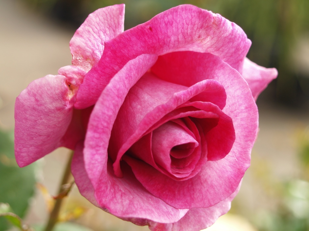 Rosa hybrid 'Melody Parfumee'