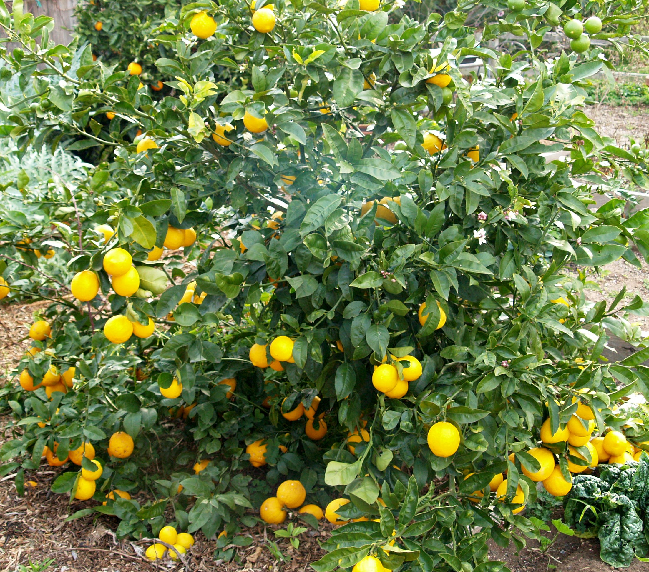 Citrus limon 'Improved Meyer'