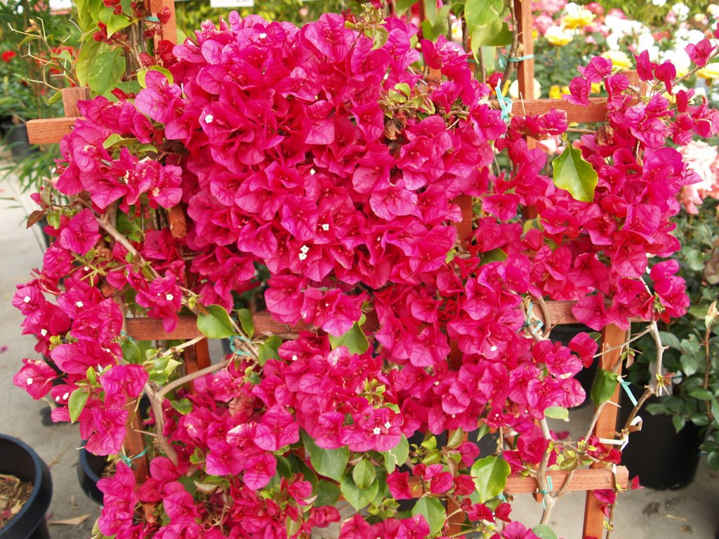 Bougainvillea sp 'Barbara Karst'