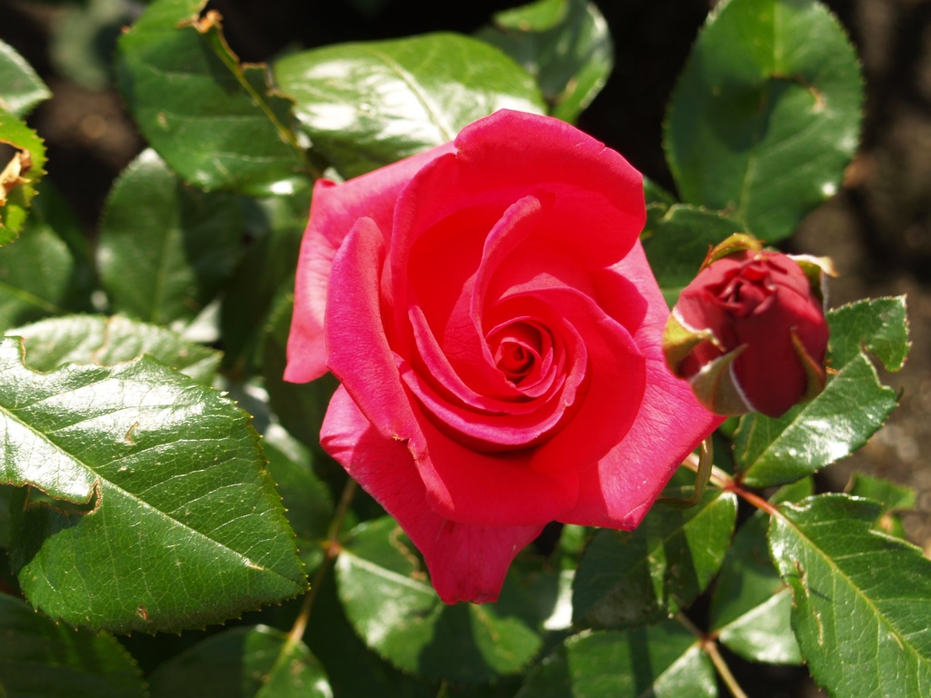 Rosa hybrid 'Voluptuous'
