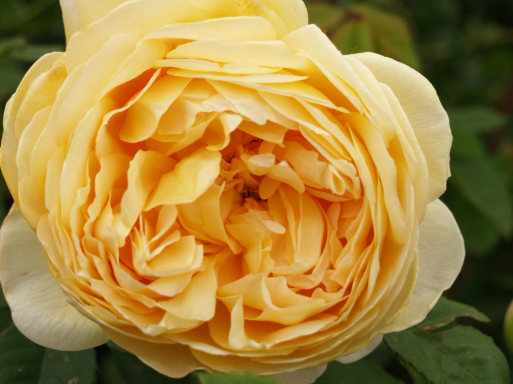 Rosa hybrid 'Golden Celebration'