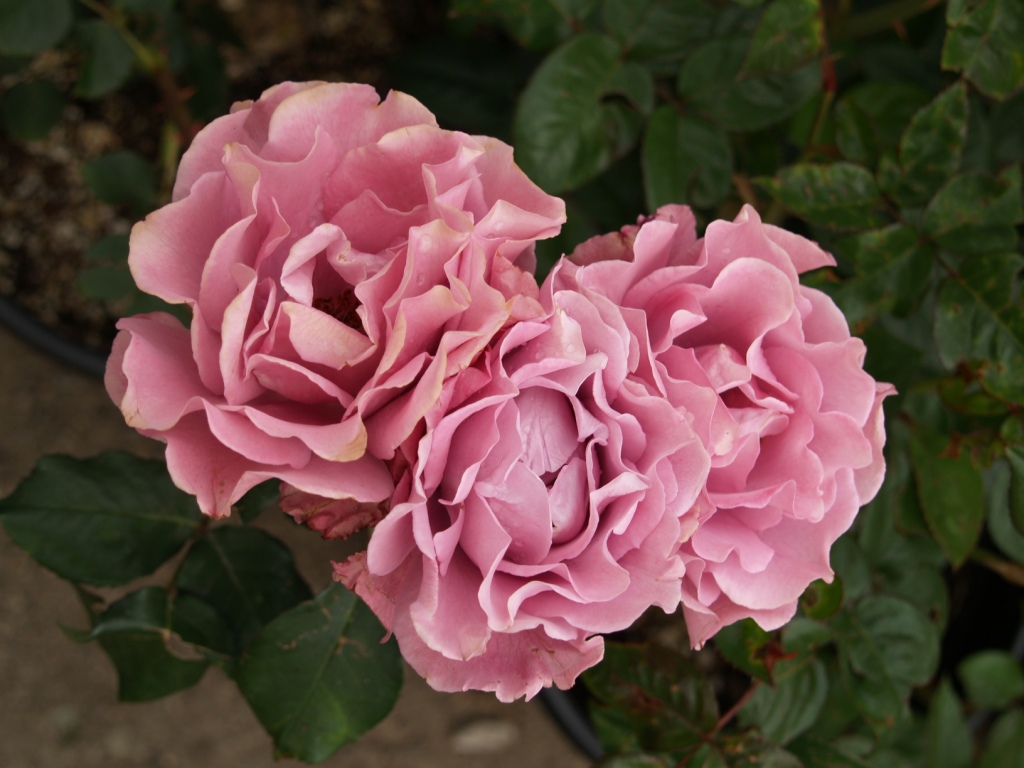 Rosa hybrid 'Angel Face'