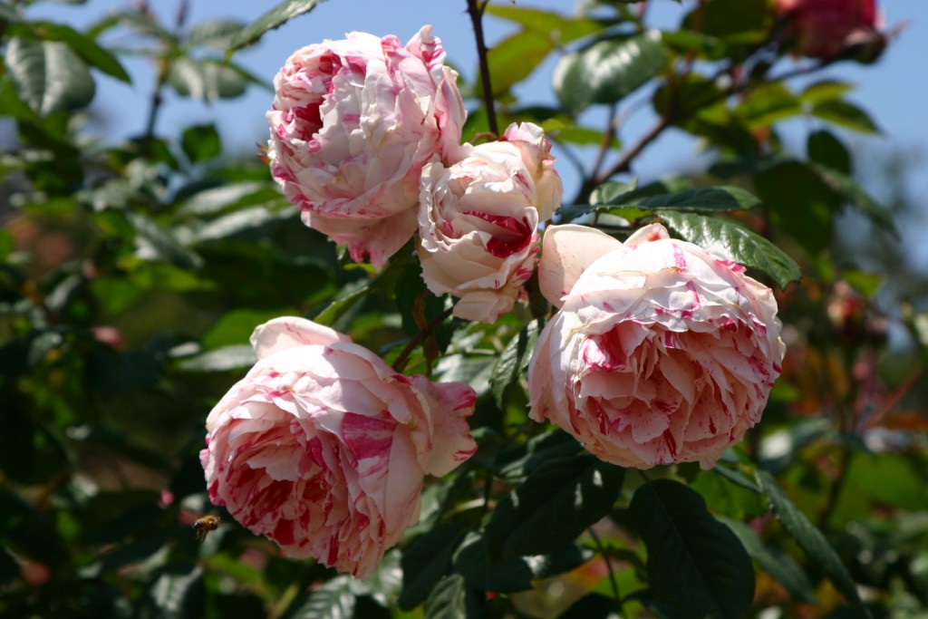 Rosa hybrid 'Scentimental'