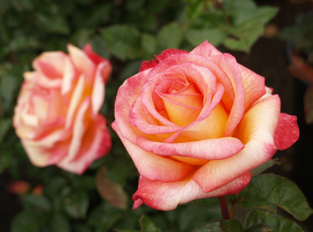 Rosa hybrid 'Sheilas Perfume'