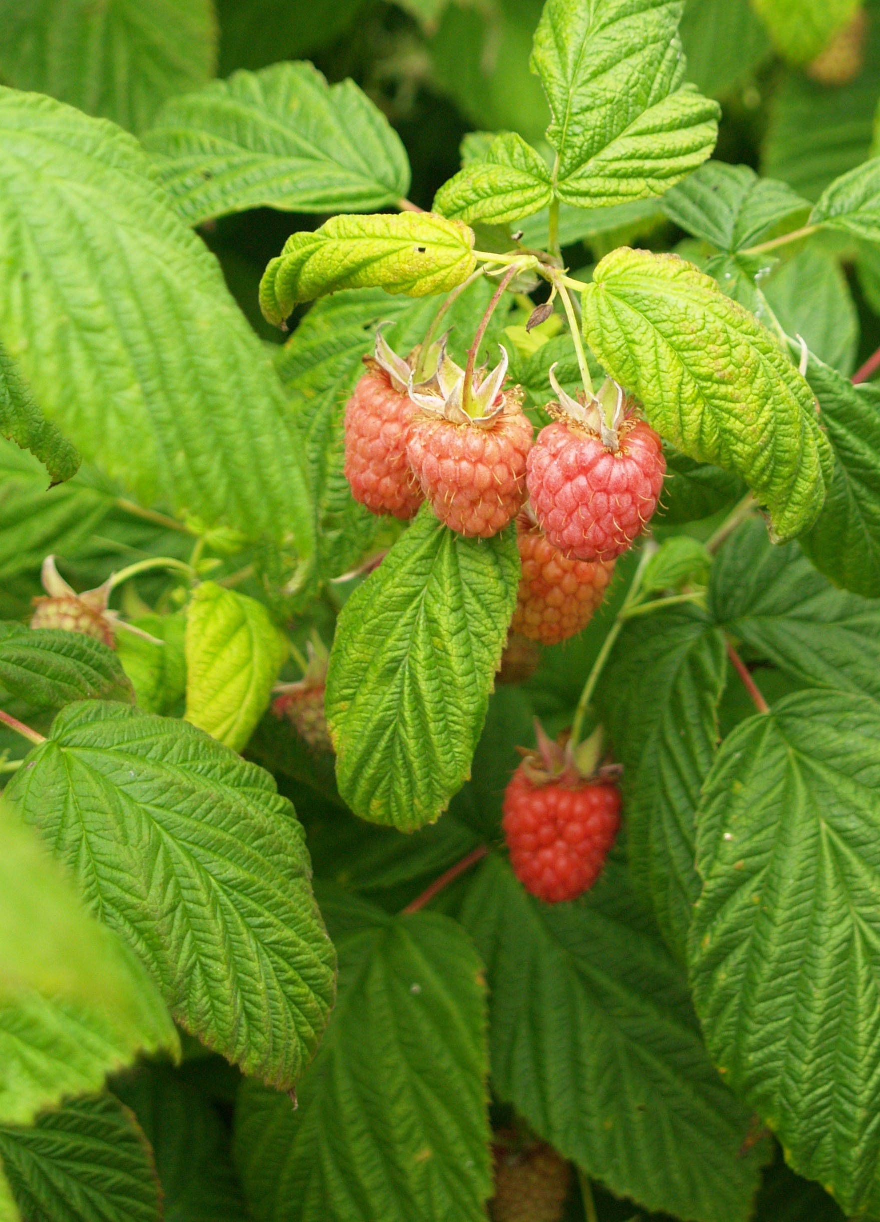Rubus idaeus 'Canby'