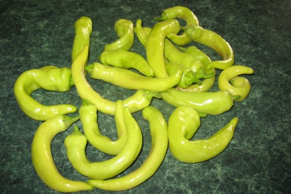 Capsicum annuum ssp. Grossum Group var. annuum 'Hungarian Sweet'