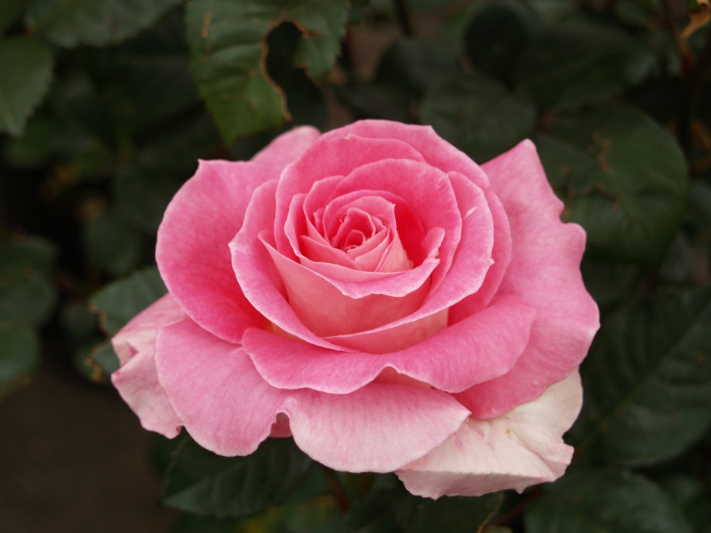 Rosa hybrid 'Change of Heart'