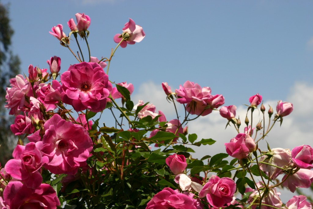 Rosa hybrid 'Brilliant Pink Iceberg'