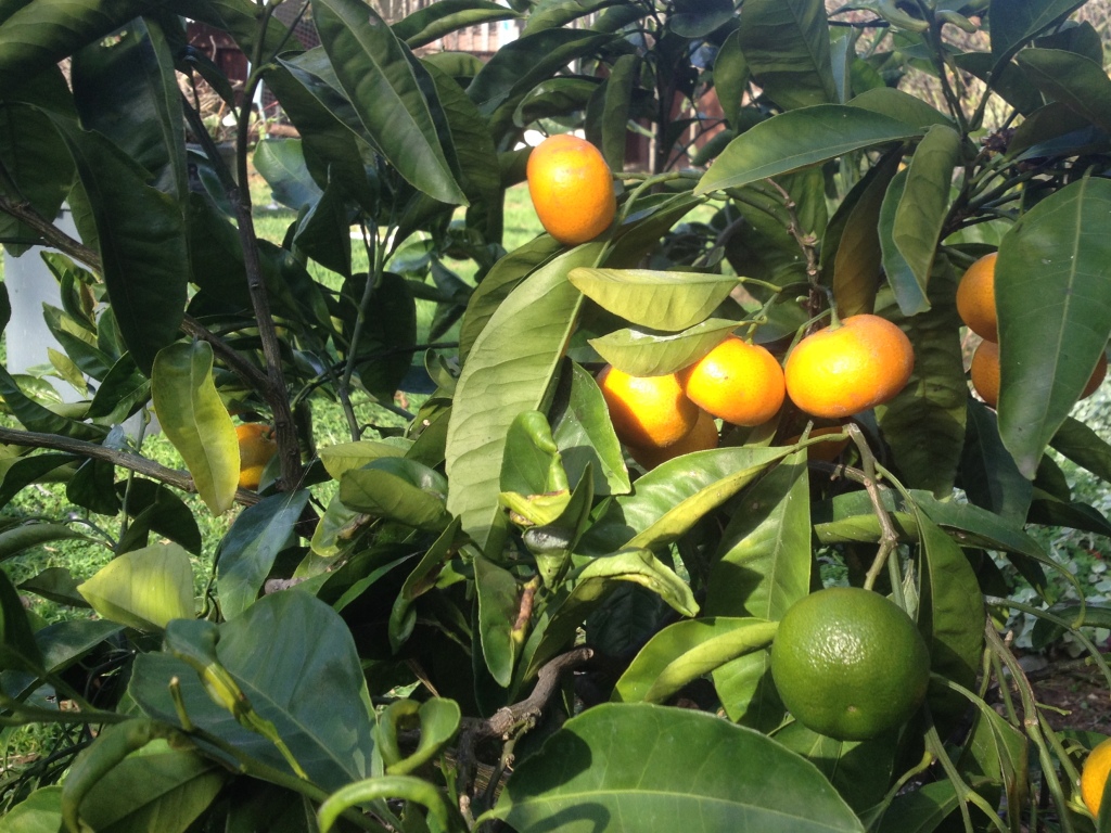 Citrus reticulata blanco ssp. Class II