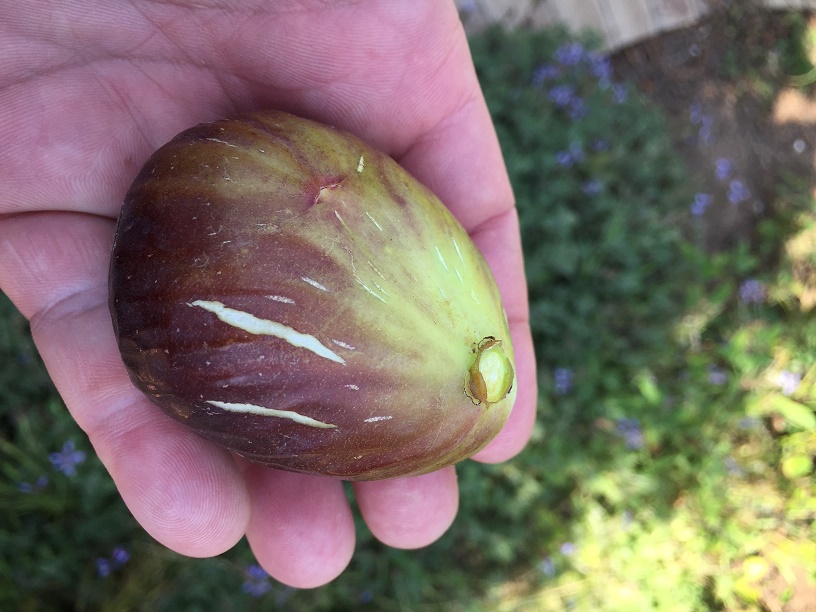 Ficus carica 'Brown Turkey'