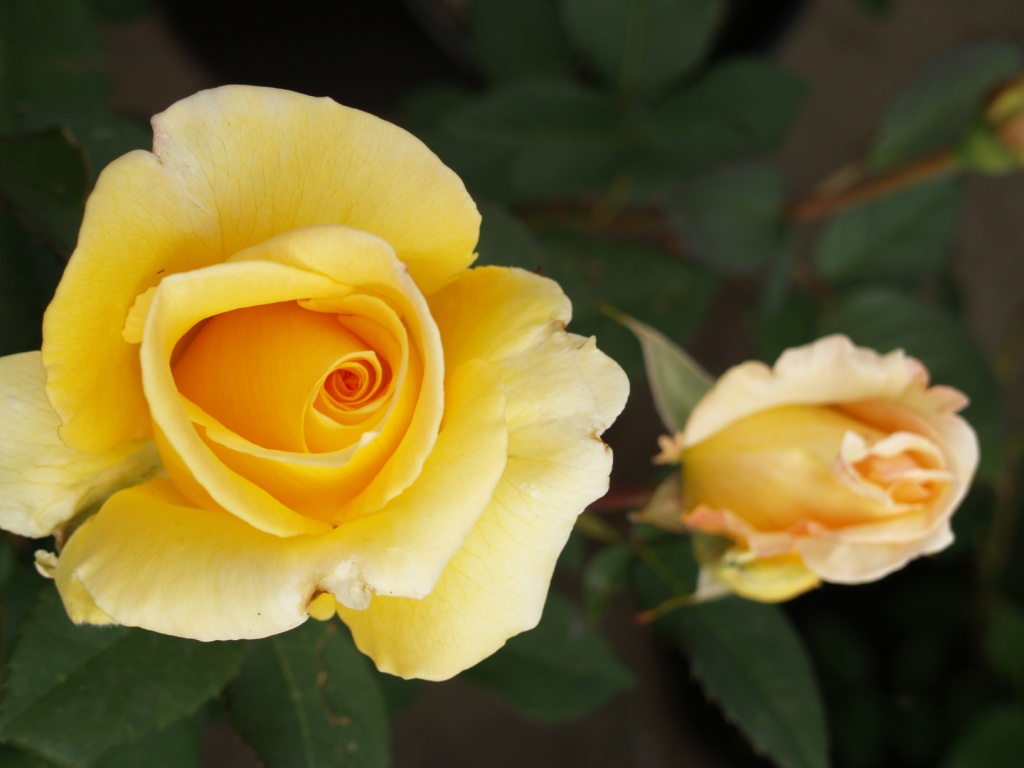 Rosa hybrid 'Welcome Home'