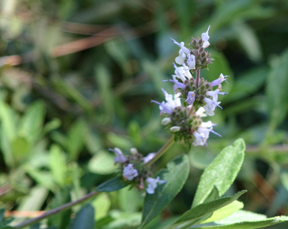 Salvia sonomensis x mellifera 'Daras Choice'
