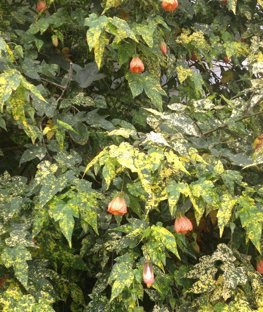 Abutilon x hybridum 'Apricot Glow'